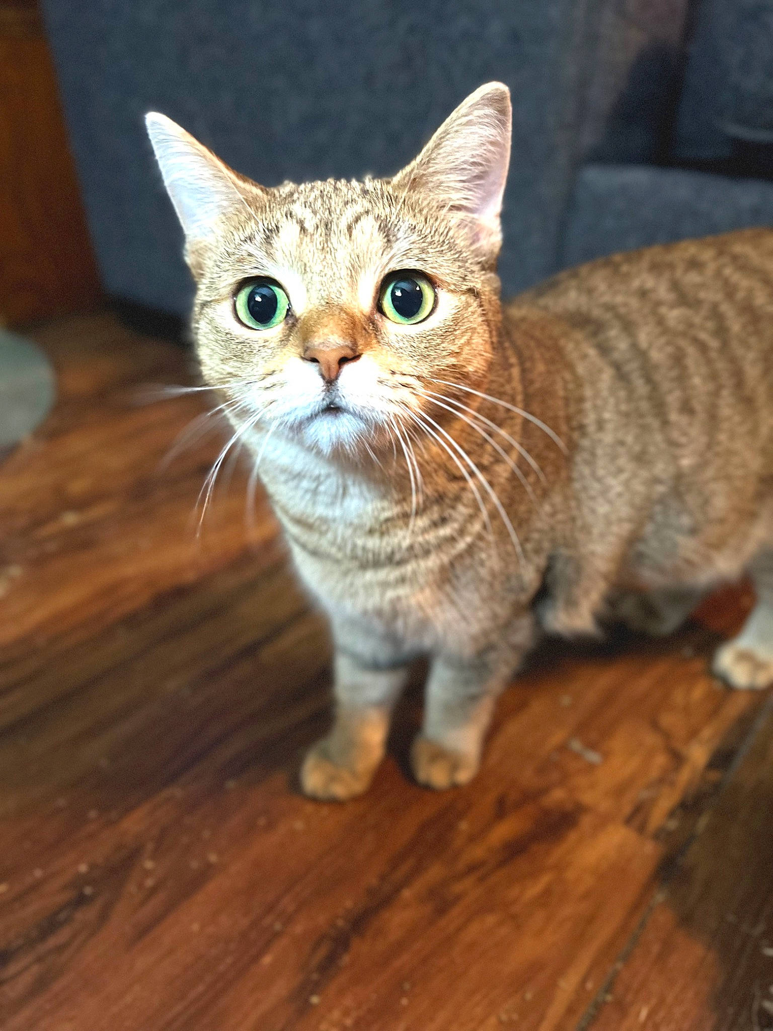 Sandy Cheeks is registered to the contest to win money with this photo: carnivore, cat, claw, domestic_short_haired_cat, eye, fawn, felidae, flooring, fur, hardwood, head, paw, small_to_medium_sized_cats, snout, tail, terrestrial_animal, varnish, whiskers, wood, wood_stain