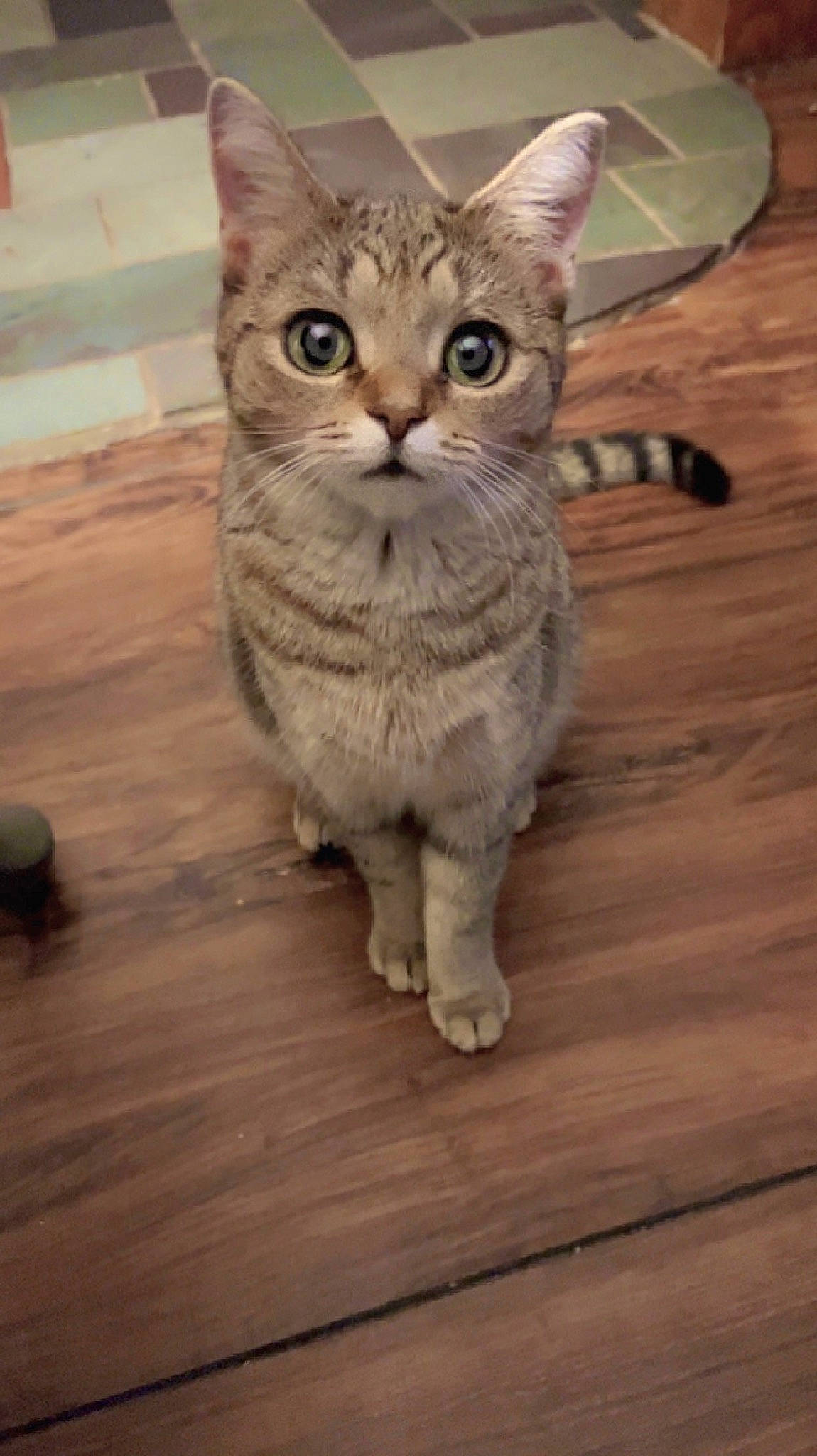 Sandy Cheeks is registered to the contest to win money with this photo: carnivore, cat, domestic_short_haired_cat, felidae, floor, flooring, fur, hardwood, paw, plank, sitting, small_to_medium_sized_cats, snout, tail, terrestrial_animal, varnish, whiskers, wood, wood_flooring, wood_stain