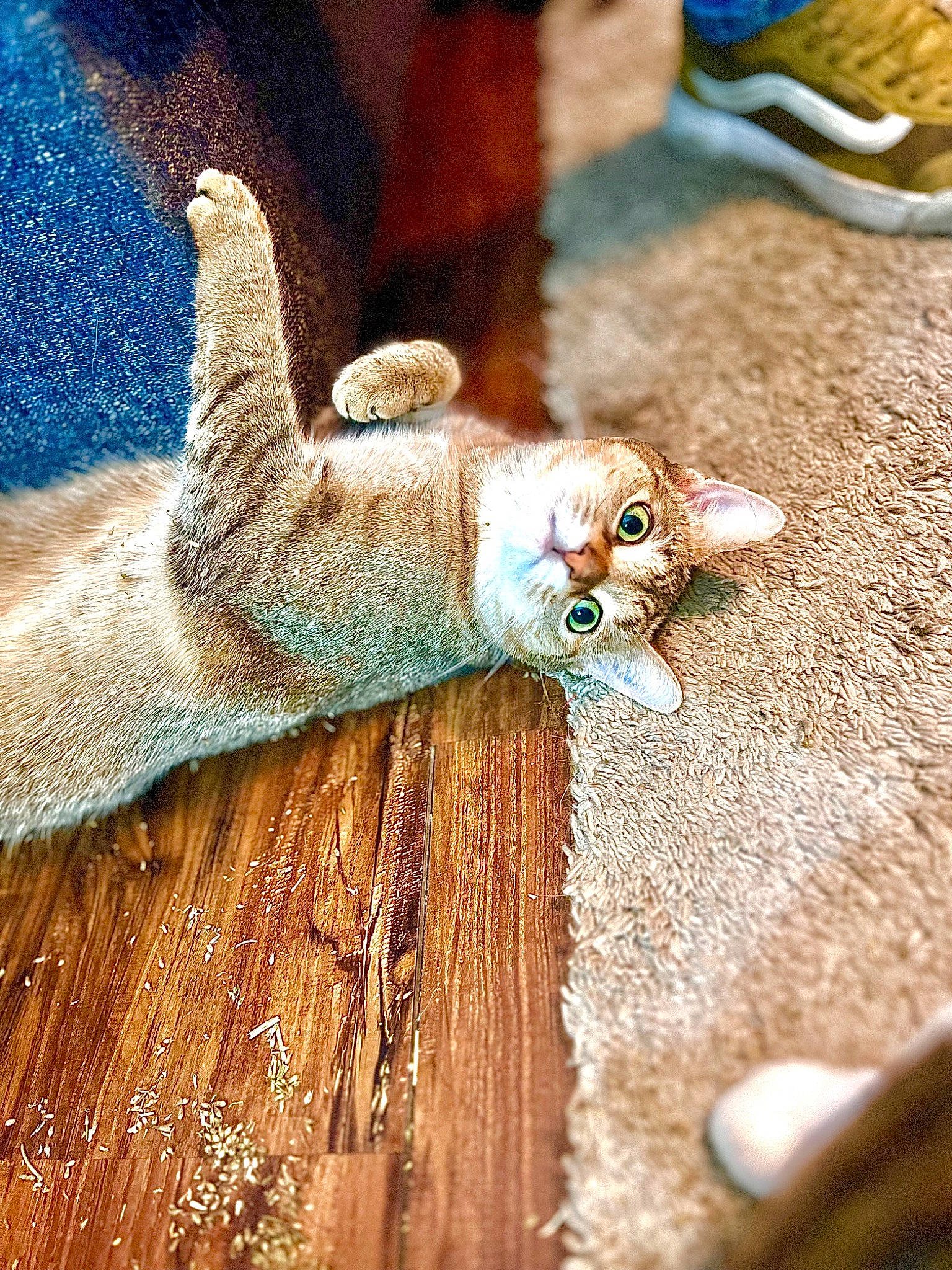 Sandy Cheeks is registered to the contest to win money with this photo: cat, claw, close_up, fawn, felidae, foot, fox_squirrel, fur, grey_squirrel, human_leg, paw, small_to_medium_sized_cats, snout, stuffed_toy, tail, terrestrial_animal, toy, whiskers, wildlife, wood