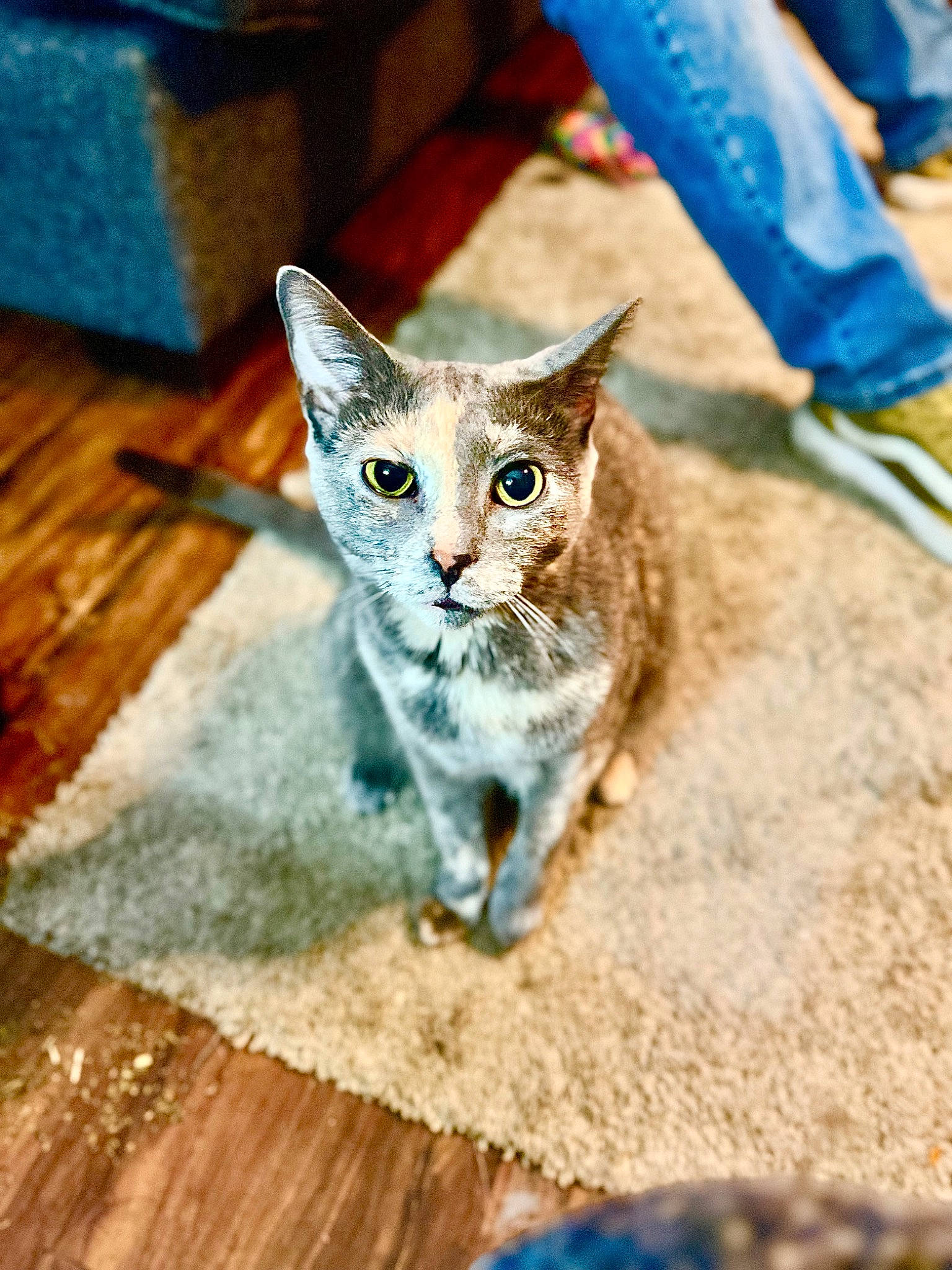 Cookie Dough joined the competition — help win amazing prizes! artifact, blue, carnivore, cat, claw, domestic_short_haired_cat, electric_blue, fawn, felidae, flooring, fur, hardwood, paw, small_to_medium_sized_cats, snout, tail, terrestrial_animal, whiskers, wildlife, wood