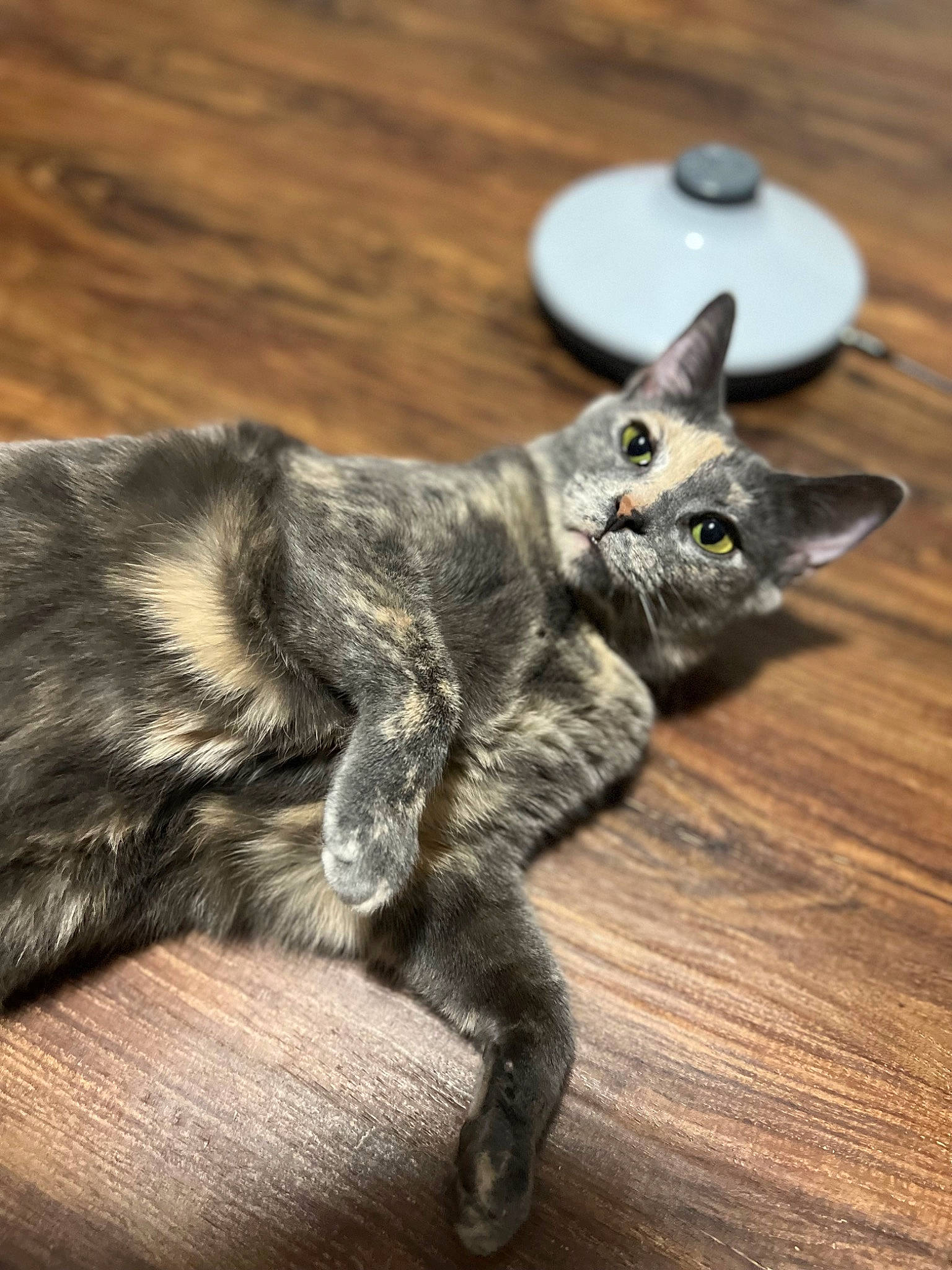 Cookie Dough joined the competition — help win amazing prizes! carnivore, cat, cat_toy, claw, domestic_short_haired_cat, ear, felidae, fur, grey, paw, small_to_medium_sized_cats, snout, tail, terrestrial_animal, whiskers, wildlife, wood