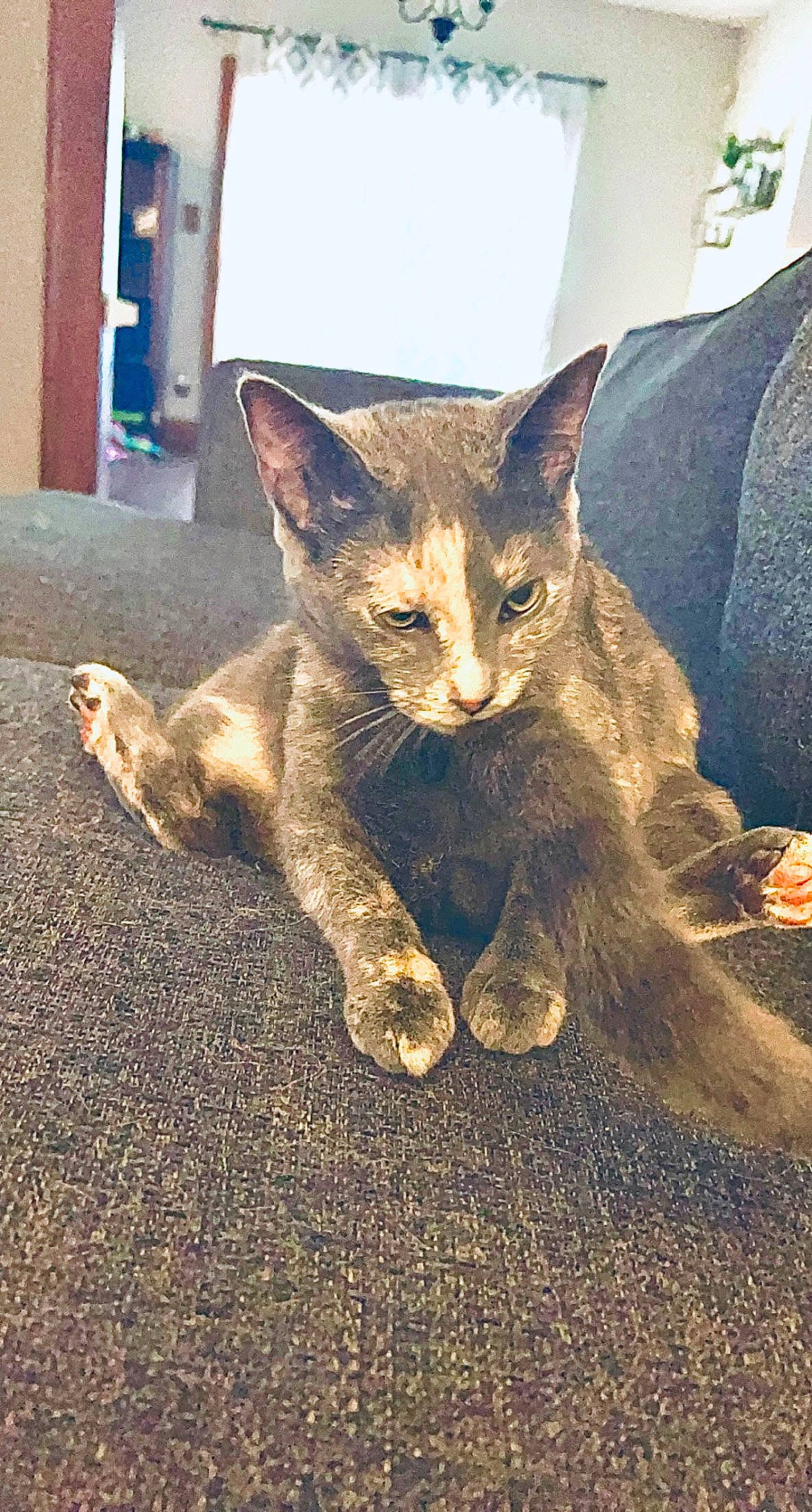 Cookie Dough joined the competition — help win amazing prizes! carnivore, cat, claw, domestic_short_haired_cat, felidae, fur, paw, sitting, small_to_medium_sized_cats, snout, tail, terrestrial_animal, tree, whiskers, wildlife