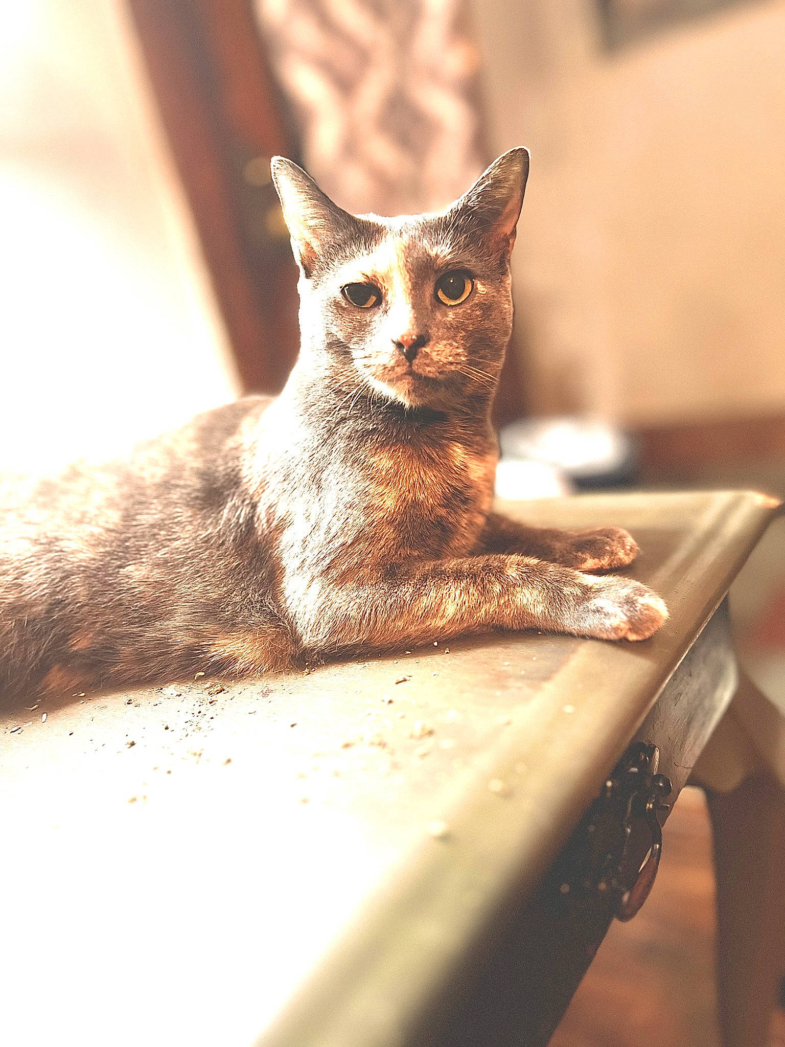 Cookie Dough joined the competition — help win amazing prizes! carnivore, cat, domestic_short_haired_cat, donskoy, fawn, felidae, fur, sitting, small_to_medium_sized_cats, snout, sphynx, tail, terrestrial_animal, whiskers, wildlife, wood