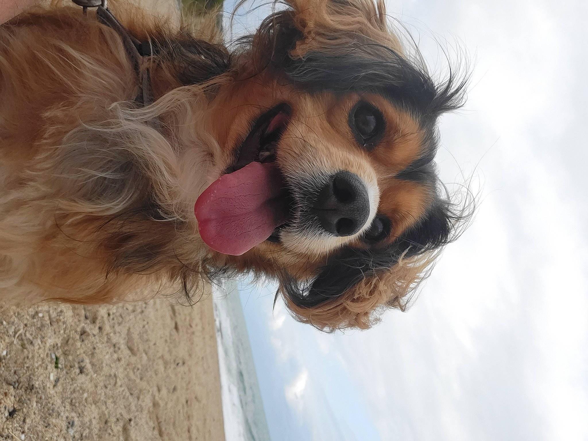 Harper a rejoint le concours — aidez-le/la à gagner de superbes lots ! canidae, carnivore, cavalier_king_charles_spaniel, cloud, companion_dog, dog, dog_breed, dog_supply, eyewear, fawn, fur, king_charles_spaniel, liver, sky, snout, spaniel, sporting_group, sunglasses, toy_dog, whiskers