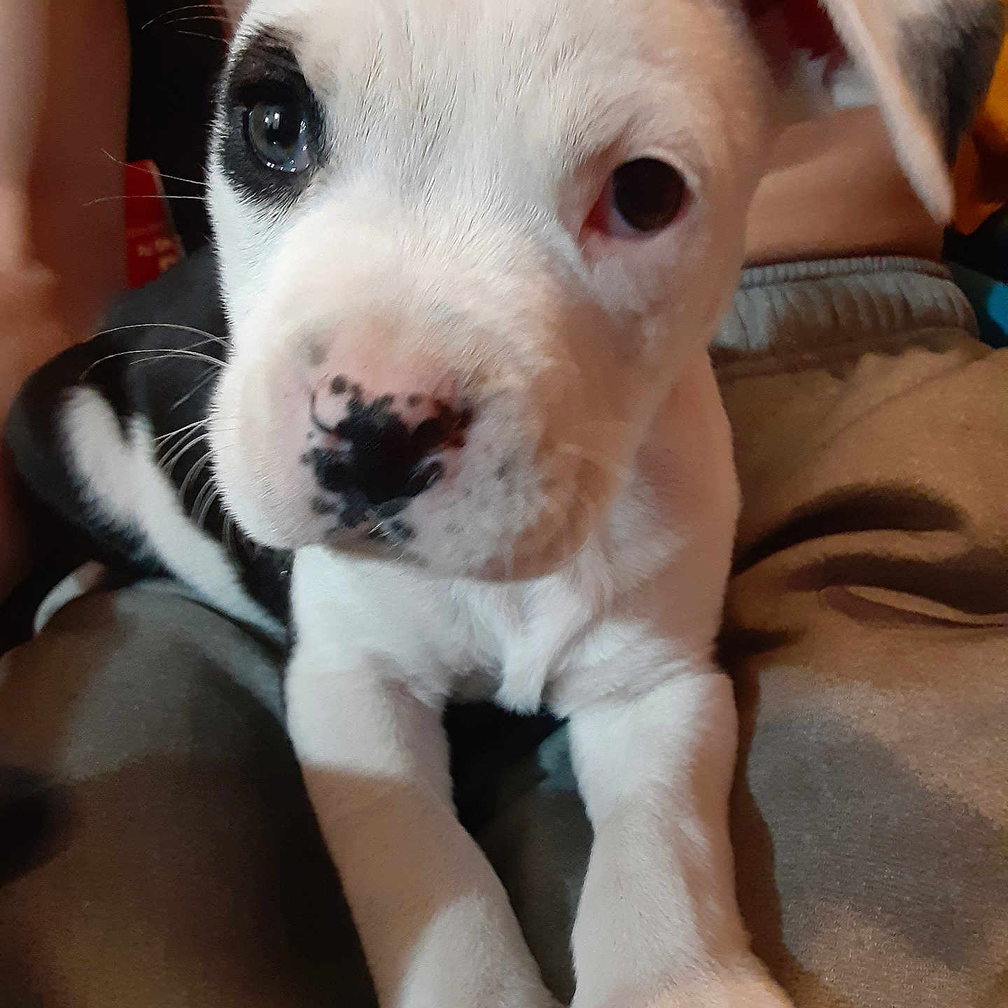 Apollo is registered to the contest to win money with this photo: puppy, dog, white, black_patch, close_up, pet, cute, animal, young, paw, fur, indoor, resting, person, lap, looking, face, ears, adorable, curious