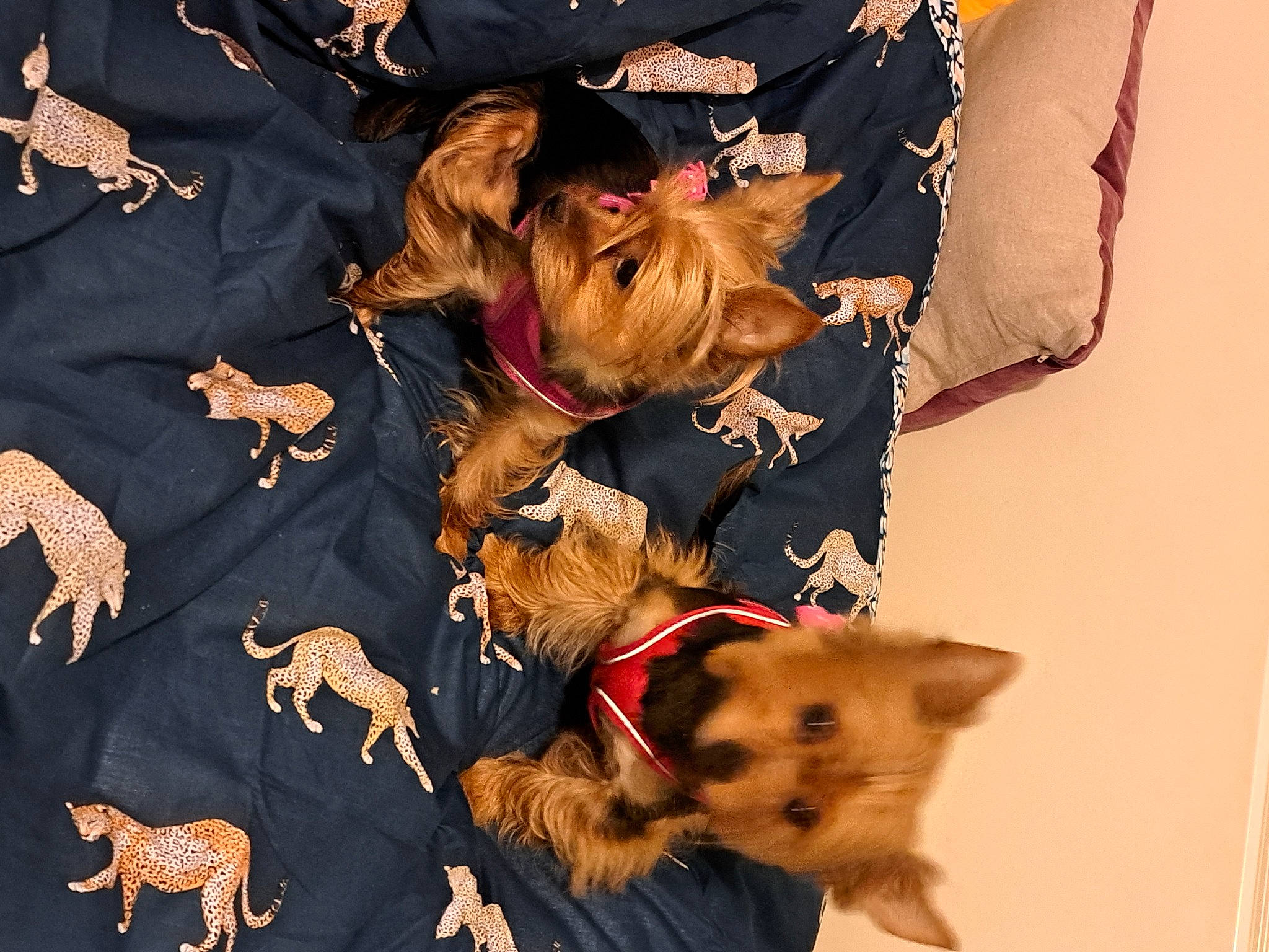 Kora And Alba is registered to the contest to win money with this photo: canidae, carnivore, collar, companion_dog, dog, dog_breed, dog_clothes, dog_collar, dog_supply, fawn, fur, guard_dog, leash, sleeve, small_terrier, snout, sporting_group, terrier, toy_dog, working_animal