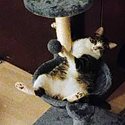 Que joined the competition — help win amazing prizes! cat, cat_tree, pet, indoor, furniture, relaxed, cozy, paws, animal, fur, whiskers, ears, floor, home, domestic, resting, playful, scratching_post, grey, white