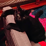 Bee joined the competition — help win amazing prizes! animal, armrest, black_cat, blanket, cat, cozy, curious, cute, domestic_animal, furniture, home, indoor, knitted_item, looking_at_camera, mammal, paws, pet, relaxed, tail, wooden_floor