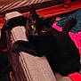 animal, armrest, black_cat, blanket, cat, cozy, curious, cute, domestic_animal, furniture, home, indoor, knitted_item, looking_at_camera, mammal, paws, pet, relaxed, tail, wooden_floor