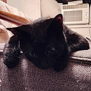 Bee joined the competition — help win amazing prizes! black_cat, cat, pet, indoor, couch, furniture, relaxing, animal, fur, whiskers, ears, home, appliance, air_conditioner, texture, closeup, resting, cute, domestic_animal, cozy