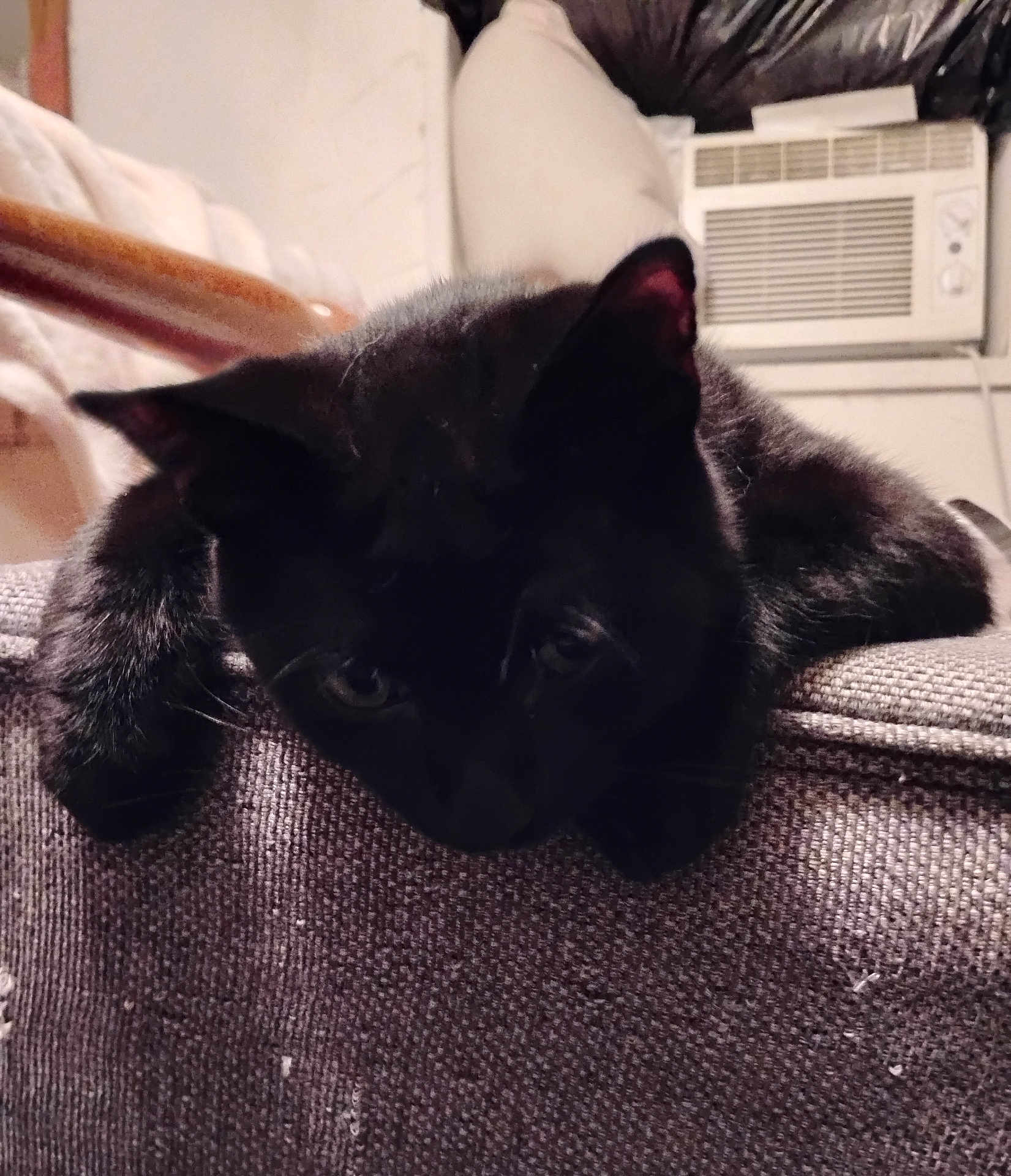 Bee joined the competition — help win amazing prizes! black_cat, cat, pet, indoor, couch, furniture, relaxing, animal, fur, whiskers, ears, home, appliance, air_conditioner, texture, closeup, resting, cute, domestic_animal, cozy