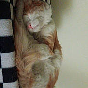 Puss'N'boots is registered to the contest to win money with this photo: cat, sleeping, orange_cat, white_fur, curled_up, blanket, checkered_pattern, indoor, resting, pet, feline, cozy, cute, peaceful, animal, fur, whiskers, pink_nose, household, flower