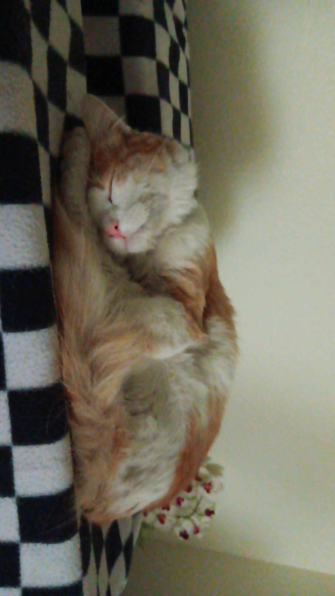 Puss'N'boots is registered to the contest to win money with this photo: cat, sleeping, orange_cat, white_fur, curled_up, blanket, checkered_pattern, indoor, resting, pet, feline, cozy, cute, peaceful, animal, fur, whiskers, pink_nose, household, flower
