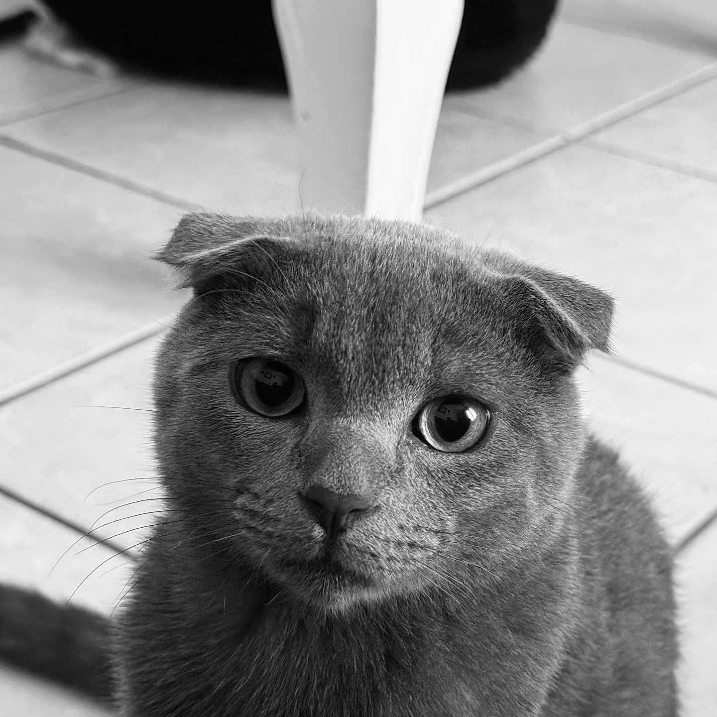 Timinou participe au concours pour gagner de l'argent avec cette photo : abyssinian, alloywheel, animal, blackcat, car, carwheel, cat, kitten, machine, manx, pet, spoke, tile, tire, transportation, vehicle, wheel