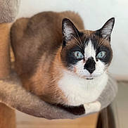 Enola a rejoint le concours — aidez-le/la à gagner de superbes lots ! cat, siamese_cat, blue_eyes, pet, animal, feline, close_up, indoor, fur, whiskers, ears, face, resting, cat_tree, soft_texture, comfort, domestic_animal, looking_at_camera, cute, mammal