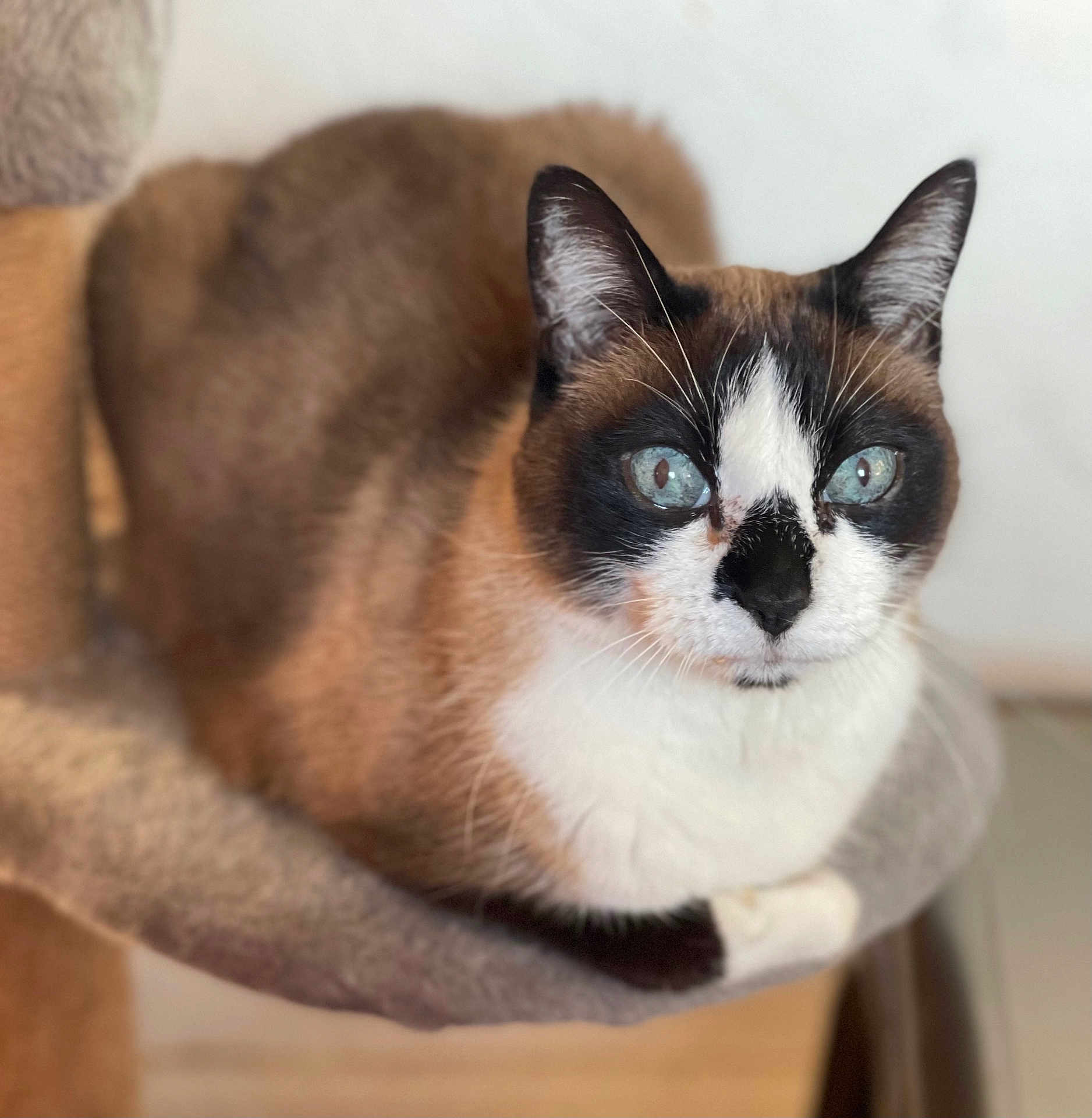 Enola a rejoint le concours — aidez-le/la à gagner de superbes lots ! cat, siamese_cat, blue_eyes, pet, animal, feline, close_up, indoor, fur, whiskers, ears, face, resting, cat_tree, soft_texture, comfort, domestic_animal, looking_at_camera, cute, mammal