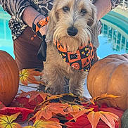 Be Happy a rejoint le concours — aidez-le/la à gagner de superbes lots ! dog, pet, canine, small_dog, scruffy_dog, costume, halloween, autumn, fall, pumpkins, leaves, orange, black, outdoor, pool, person, handler, portrait, standing, festive