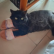 ébène a rejoint le concours — aidez-le/la à gagner de superbes lots ! cat, black_cat, slippers, floor, tile_floor, indoor, pet, animal, feline, relaxed, resting, curious, cozy, home, yellow_eyes, paw, fur, cute, lying_down, domestic_animal