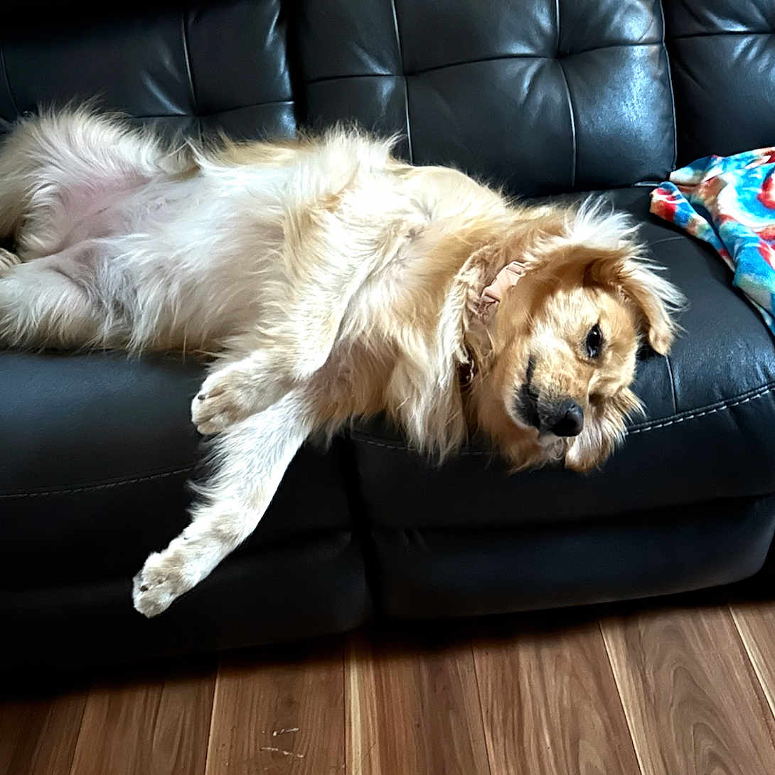Willow is registered to the contest to win money with this photo: animal, blanket, canine, collar, comfort, couch, dog, fur, golden_retriever, home, indoor, leather, living_room, pet, relaxed, resting, rug, sleepy, sprawled, wooden_floor
