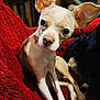 dog, small_dog, chihuahua, pet, indoor, blanket, red_blanket, cozy, furniture, sofa, ears, cute, animal, companion, looking, sitting, two_dogs, fur, closeup, relaxed