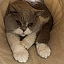 cat, gray_cat, white_paws, amber_eyes, cozy, soft_tunnel, pet, feline, cute, curious, indoor, animal, resting, closeup, fluffy, whiskers, paws, snug, cute_pet, domestic_cat