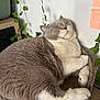 cat, sleeping, cardboard, scratch_bed, indoor, plant, leafy_vines, furniture, cozy, pet, domestic_animal, relaxed, fluffy, white_and_gray, paw, whiskers, table, sticky_notes, handwritten_text, home
