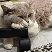 Teddy Bear participe au concours pour gagner de l'argent avec cette photo : cat, gray_cat, white_paws, fluffy_fur, resting, floor, chair_leg, indoor, pet, animal, whiskers, relaxed, close_up, cute, feline, mammal, paw, lying_down, domestic_cat, fur