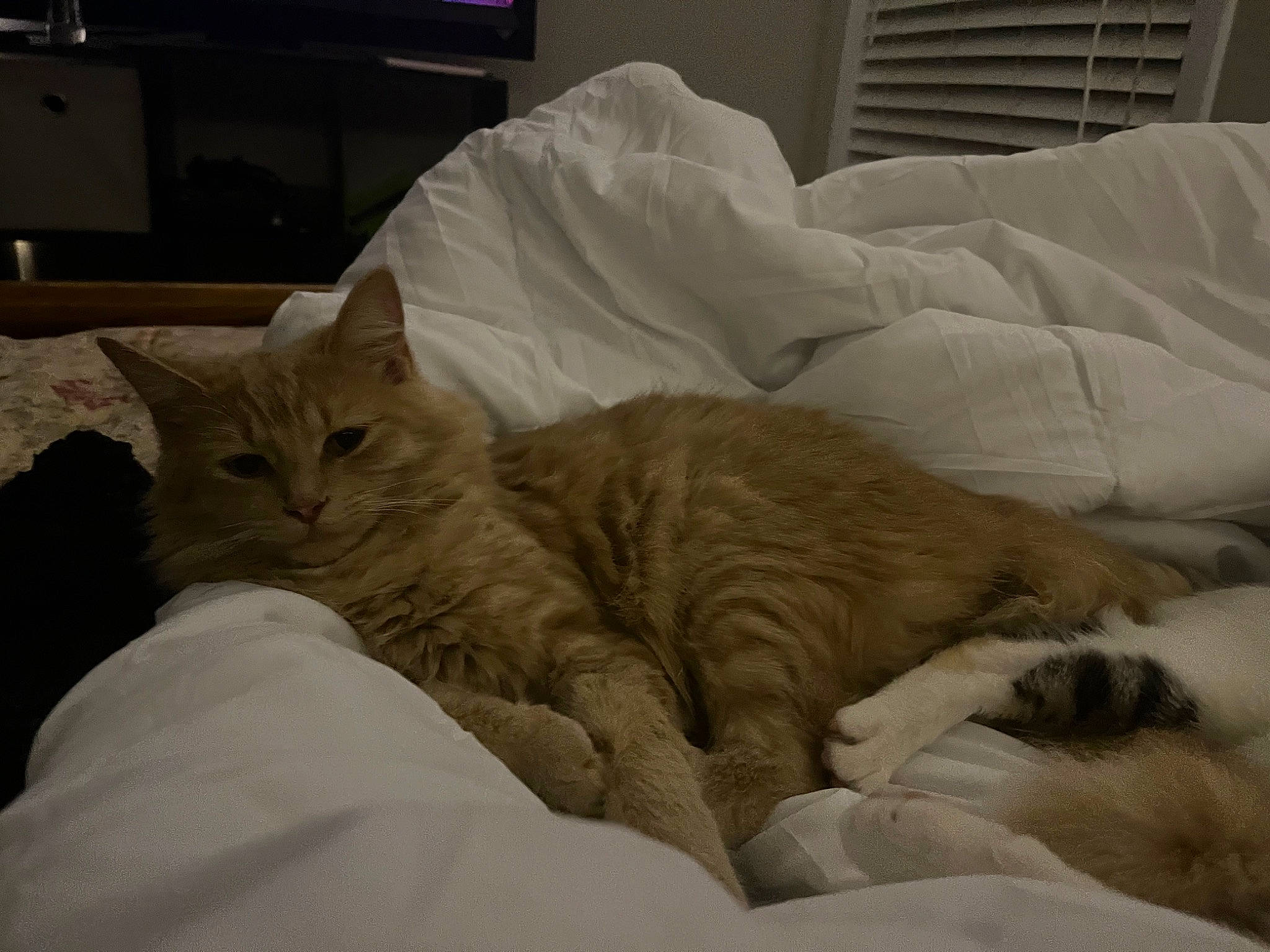 Crookshanks joined the competition — help win amazing prizes! bed, bedding, carnivore, cat, claw, comfort, domestic_short_haired_cat, duvet, felidae, fur, linens, nap, paw, picture_frame, room, small_to_medium_sized_cats, snout, tail, textile, whiskers