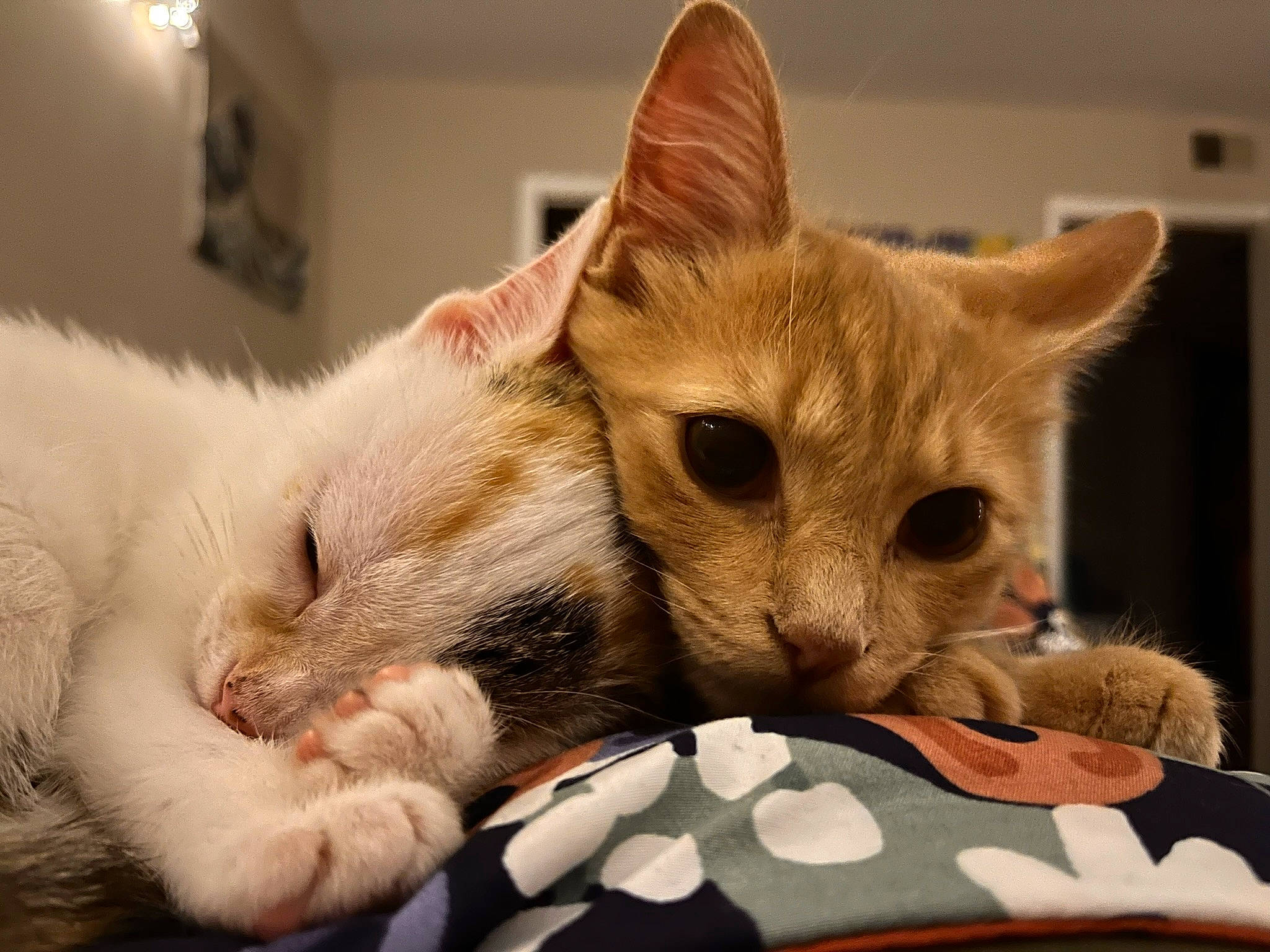 Crookshanks is registered to the contest to win money with this photo: bed, carnivore, cat, claw, comfort, domestic_short_haired_cat, fawn, felidae, fur, nap, paw, small_to_medium_sized_cats, snout, tail, whiskers