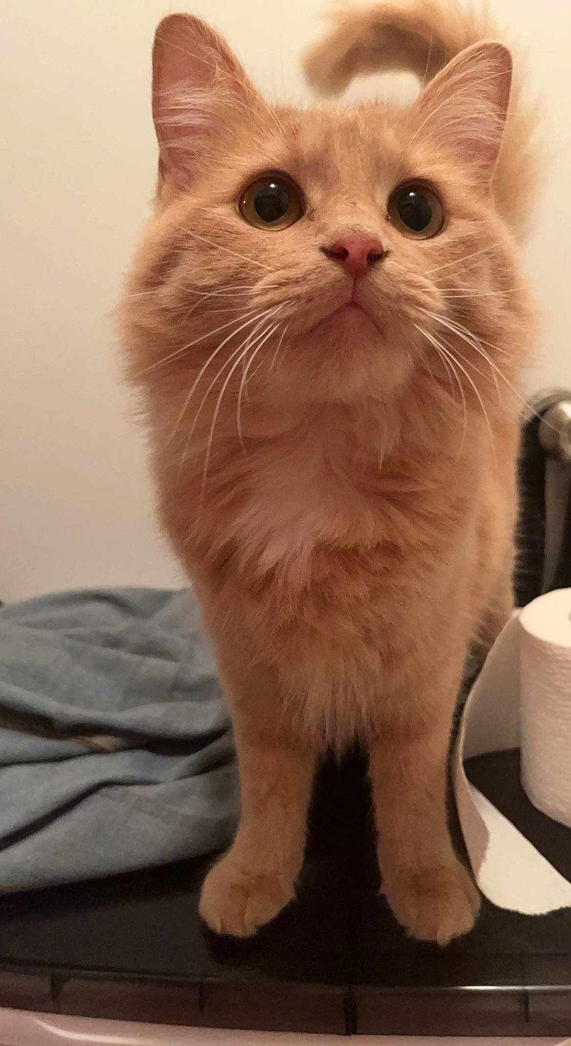 Crookshanks is registered to the contest to win money with this photo: box, carnivore, cat, domestic_short_haired_cat, fawn, felidae, fur, household_supply, paper_towel, serveware, small_to_medium_sized_cats, snout, tail, terrestrial_animal, whiskers, window