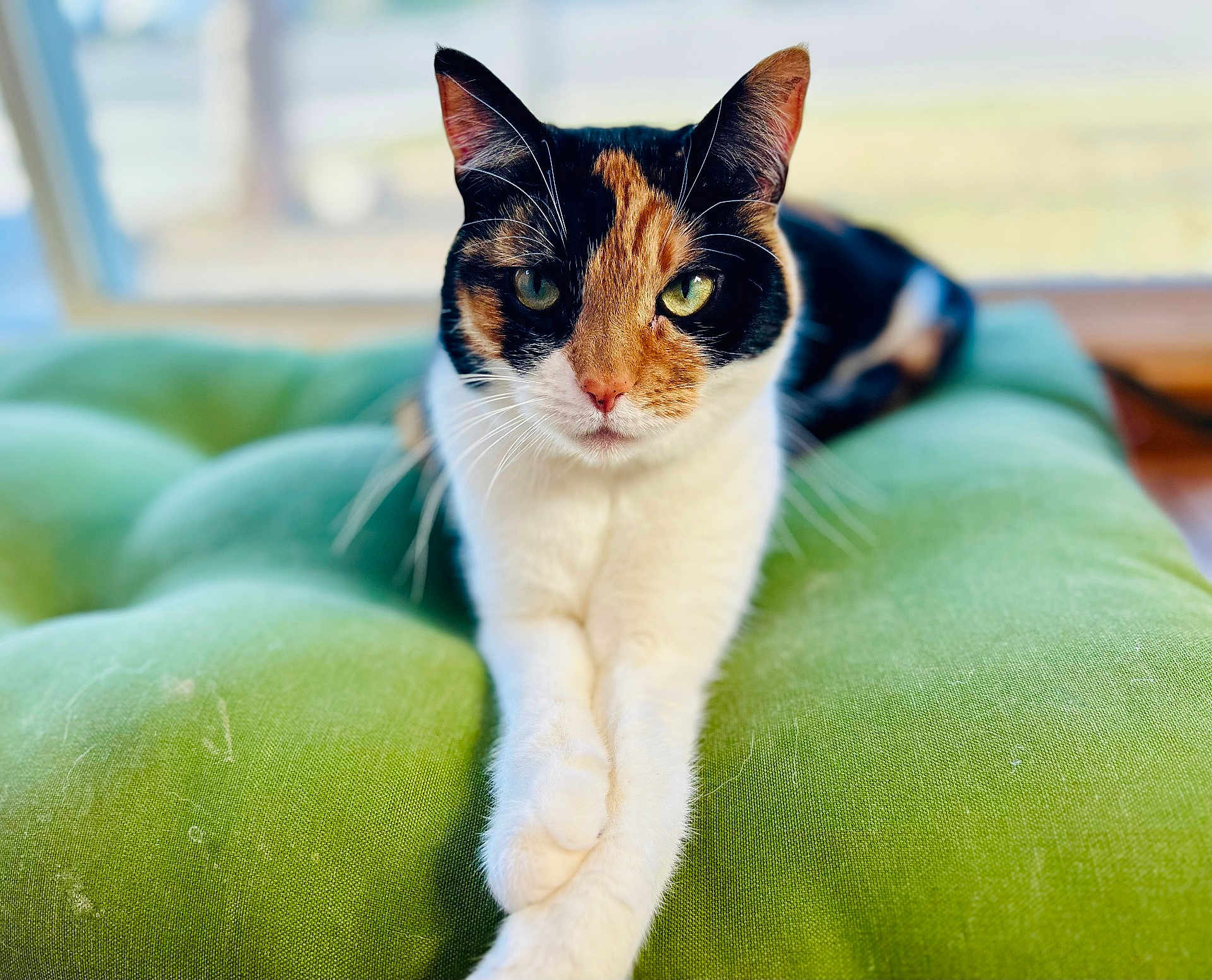 Emma joined the competition — help win amazing prizes! cat, calico_cat, pet, green_cushion, window, indoor, portrait, whiskers, paws, fur, green, close_up, relaxed, looking_at_camera, tabby, muzzle, ears, home_interior, soft_texture, natural_light