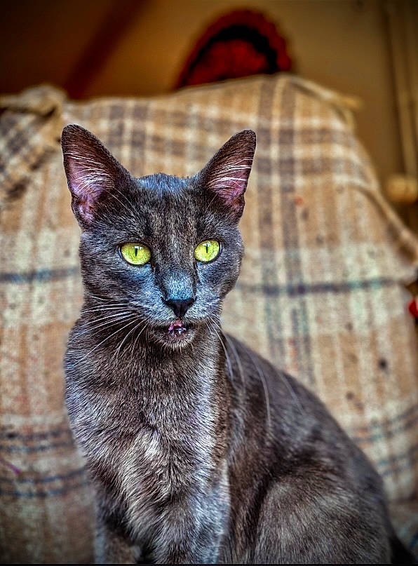 Flocky participe au concours pour gagner de l'argent avec cette photo : carnivore, cat, domestic_short_haired_cat, felidae, fur, head, iris, pattern, plaid, small_to_medium_sized_cats, snout, tartan, terrestrial_animal, whiskers, wildlife, window