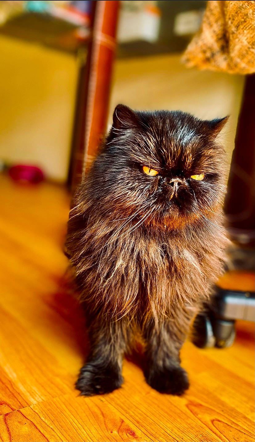 Grisou a rejoint le concours — aidez-le/la à gagner de superbes lots ! carnivore, cat, claw, domestic_short_haired_cat, fawn, felidae, flooring, fur, hardwood, laminate_flooring, plank, small_to_medium_sized_cats, snout, tail, terrestrial_animal, varnish, whiskers, wood, wood_flooring, wood_stain