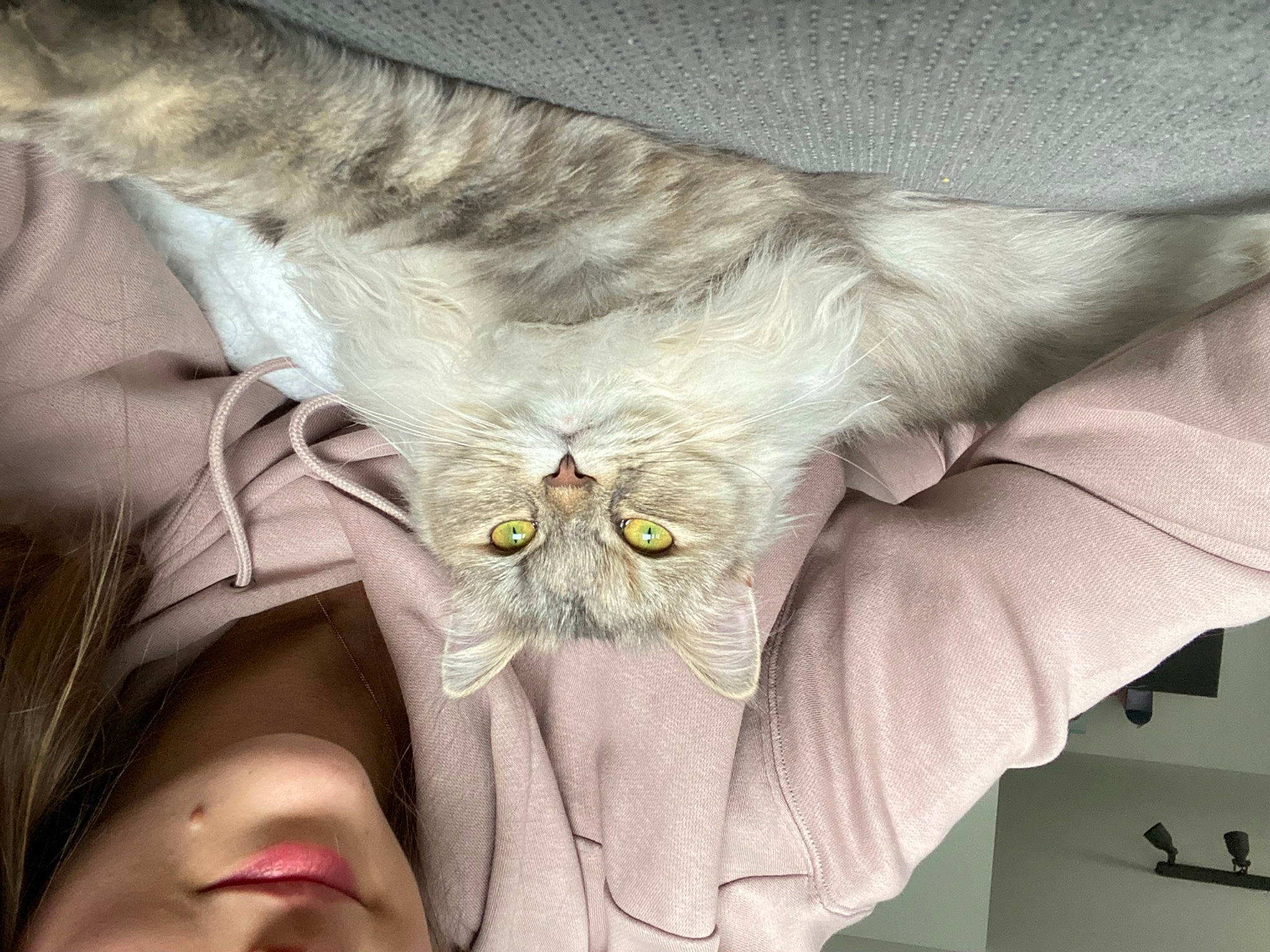Umi a rejoint le concours — aidez-le/la à gagner de superbes lots ! bed, couch, eyewear, felidae, fur, gesture, glasses, grey, happy, insect, leg, linens, petal, photograph, plant, room, small_to_medium_sized_cats, whiskers, wing