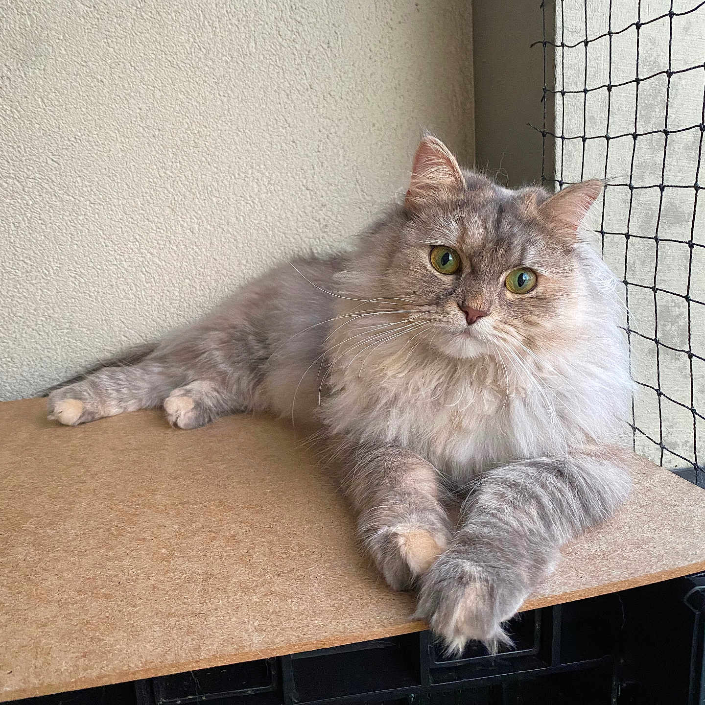 Umi a rejoint le concours — aidez-le/la à gagner de superbes lots ! abyssinian, angora, animal, cat, couch, desk, furniture, hardwood, homedecor, indoors, kitten, linen, manx, pet, plywood, shelf, siamese, window, windowsill, wood