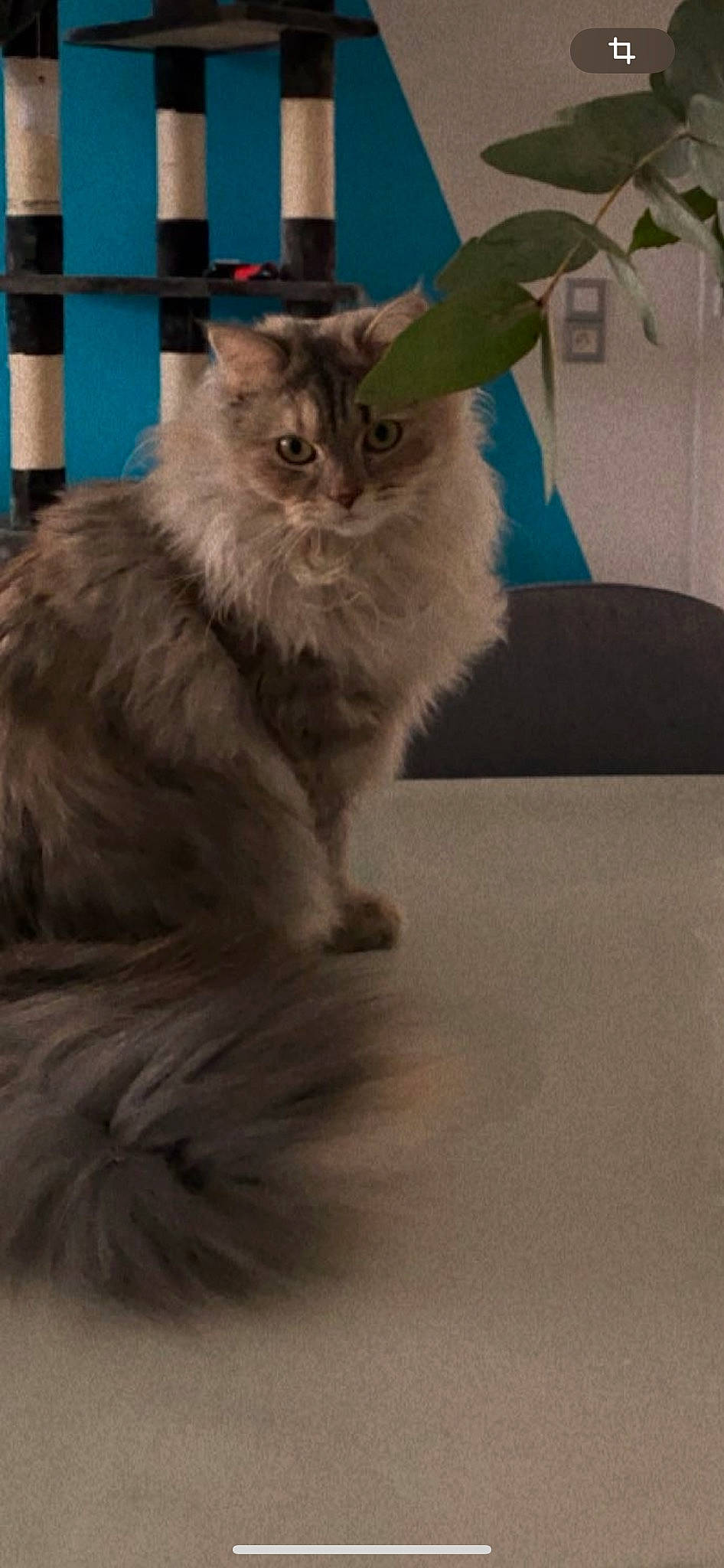 Umi participe au concours pour gagner de l'argent avec cette photo : british_longhair, carnivore, cat, claw, fawn, felidae, fur, grey, maine_coon, paw, persian, ragdoll, small_to_medium_sized_cats, snout, tail, terrestrial_animal, whiskers