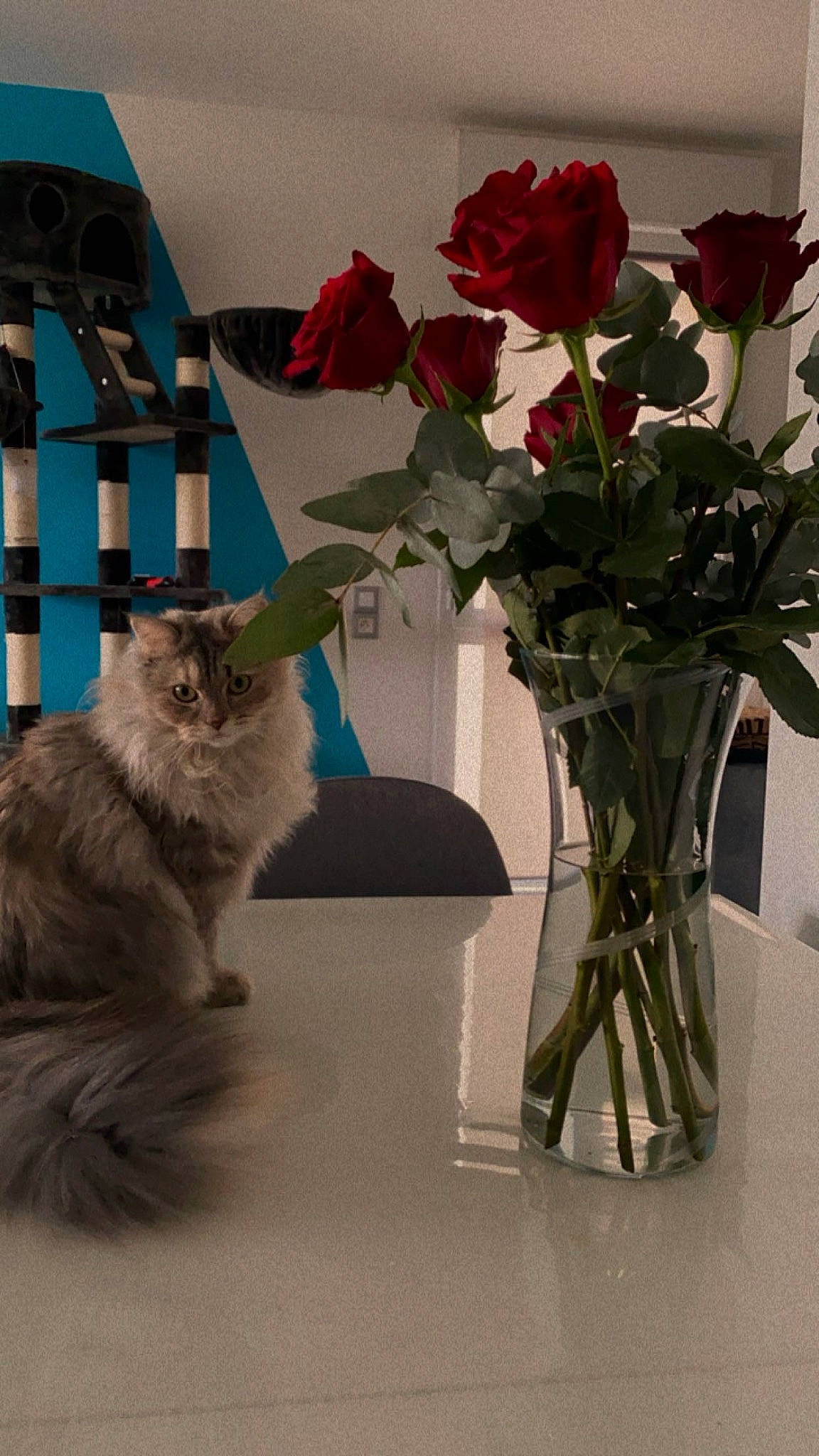 Umi a rejoint le concours — aidez-le/la à gagner de superbes lots ! artifact, bouquet, carnivore, cat, cut_flowers, fawn, felidae, flower, flower_arranging, flowering_plant, flowerpot, herbaceous_plant, hybrid_tea_rose, petal, plant, rose, small_to_medium_sized_cats, tail, vase, whiskers