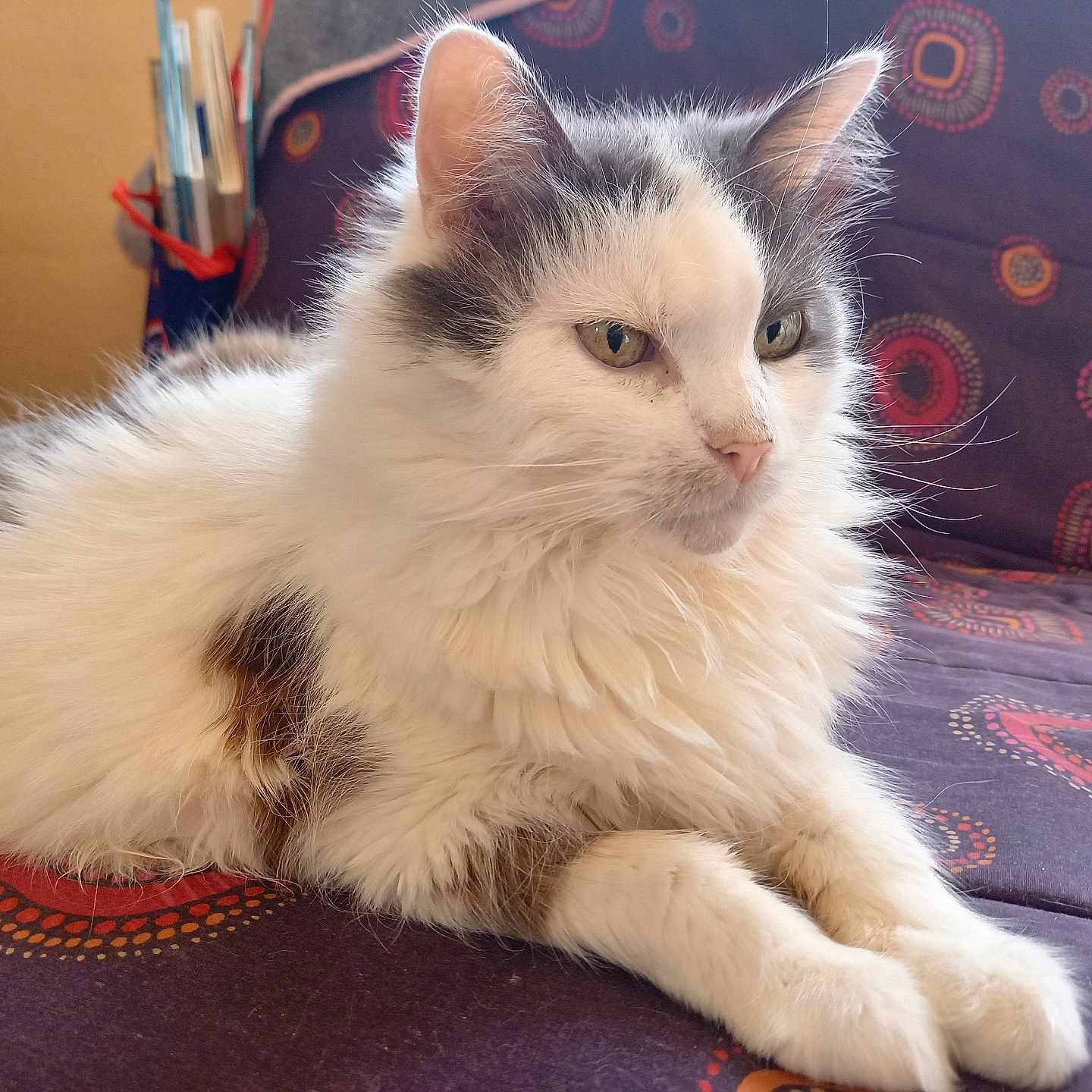 Mew participe au concours pour gagner de l'argent avec cette photo : cat, fluffy, white_fur, gray_fur, long_hair, whiskers, green_eyes, pet, animal, lying_down, paws, portrait, indoor, couch, patterned_fabric, living_room, relaxed, cute, mammal, domestic_cat