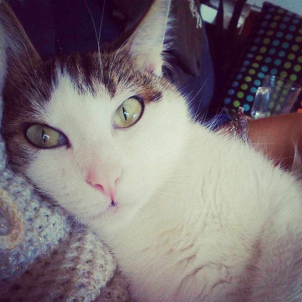 Clochette