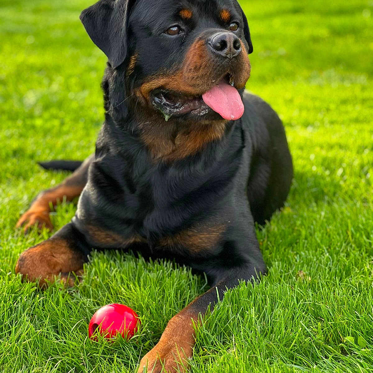 Rio participe au concours pour gagner de l'argent avec cette photo : animal, ball, canine, cricket, cricketball, dog, field, football, grass, grassland, lawn, pet, plant, puppy, soccer, soccerball, sphere, sport, tennis, tennisball