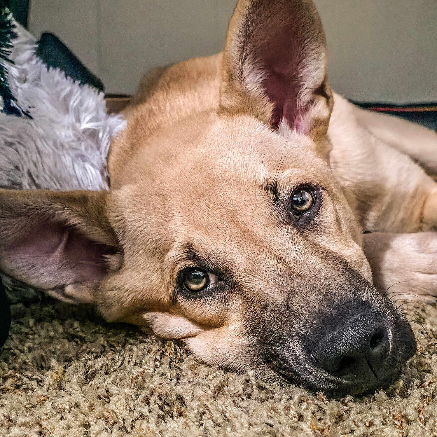 Nettle is registered to the contest to win money with this photo: bedroom, canine, carpet, close_up, cozy, cute, dog, domestic, ear, eyes, fur, indoor, lying_down, muzzle, nose, pet, portrait, relaxed, resting, whiskers