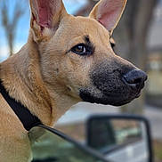 Nettle joined the competition — help win amazing prizes! dog, canine, close_up, portrait, brown_fur, big_ears, attentive, profile, snout, whiskers, nose, collar, car_window, side_mirror, outdoor, bokeh, trees, shallow_depth_of_field, pet, muzzle