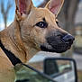 dog, canine, close_up, portrait, brown_fur, big_ears, attentive, profile, snout, whiskers, nose, collar, car_window, side_mirror, outdoor, bokeh, trees, shallow_depth_of_field, pet, muzzle