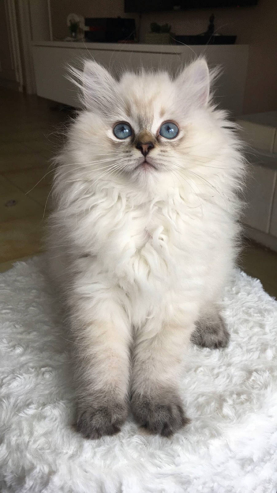 Navy participe au concours pour gagner de l'argent avec cette photo : british_longhair, carnivore, cat, claw, felidae, fur, paw, persian, ragdoll, selkirk_rex, siberian, sitting, small_to_medium_sized_cats, snout, tail, terrestrial_animal, whiskers