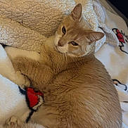 Pudding joined the competition — help win amazing prizes! animal, blanket, cat, comfort, cozy, cute, domestic, ears, feline, fur, indoor, lying_down, pet, relaxed, resting, sleepy, soft, tail, warm, whiskers