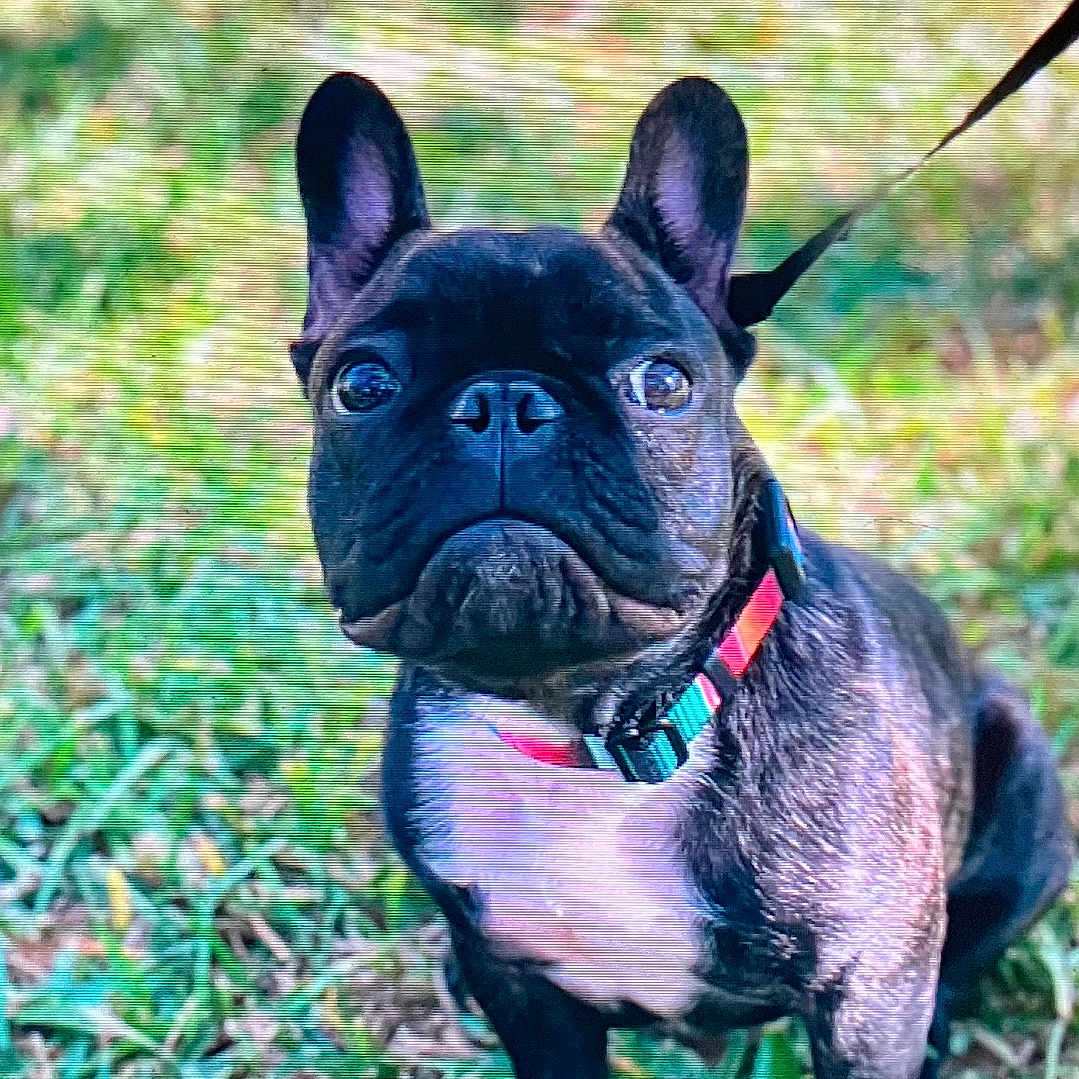 Brock Cornelles joined the competition — help win amazing prizes! alert, animal, black, canine, collar, cute, daylight, dog, ears, face, french_bulldog, grass, leash, nature, outdoor, pet, puppy, standing, white_chest, young