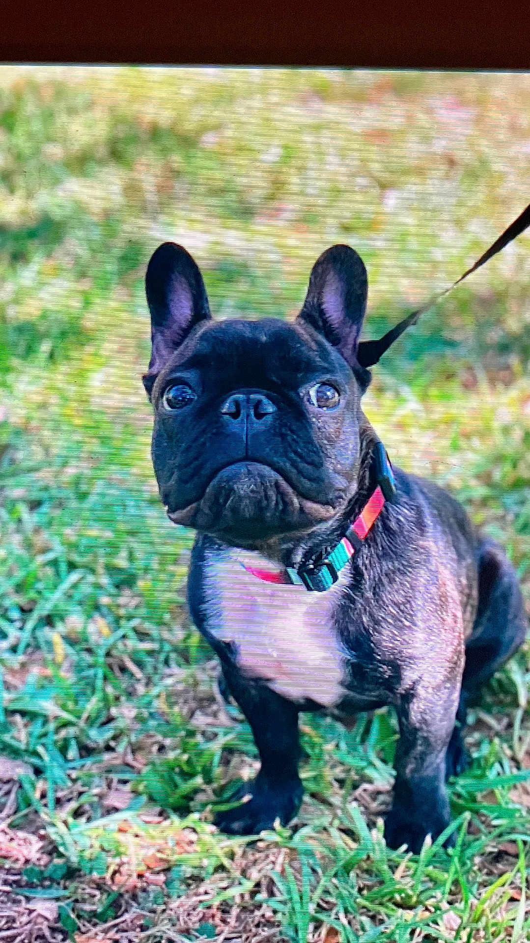 Brock Cornelles joined the competition — help win amazing prizes! alert, animal, black, canine, collar, cute, daylight, dog, ears, face, french_bulldog, grass, leash, nature, outdoor, pet, puppy, standing, white_chest, young