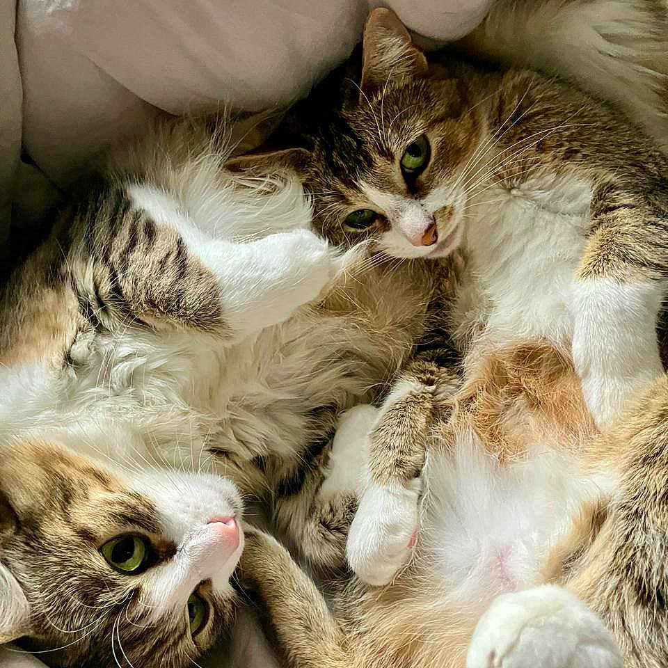 Baby Cakes Banshee joined the competition — help win amazing prizes! animal, blanket, cat, couch, furniture, kitten, manx, person, pet, quilt, sleeping