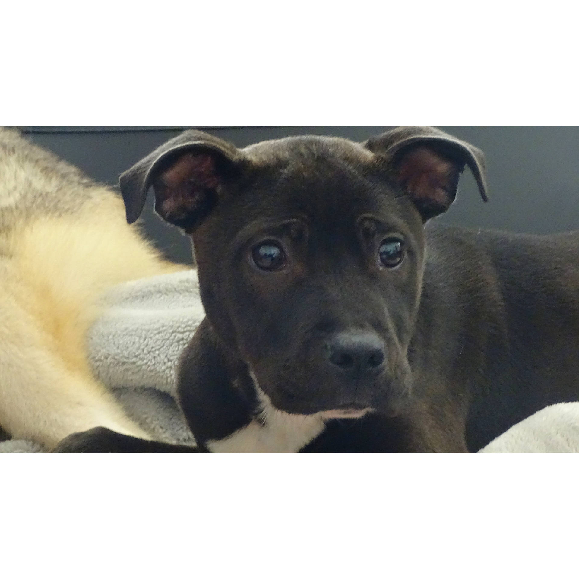 Dixy a rejoint le concours — aidez-le/la à gagner de superbes lots ! borador, carnivore, comfort, companion_dog, dog, dog_breed, fur, grey, metal, non_sporting_group, rectangle, snout, square, terrestrial_animal, whiskers, working_animal