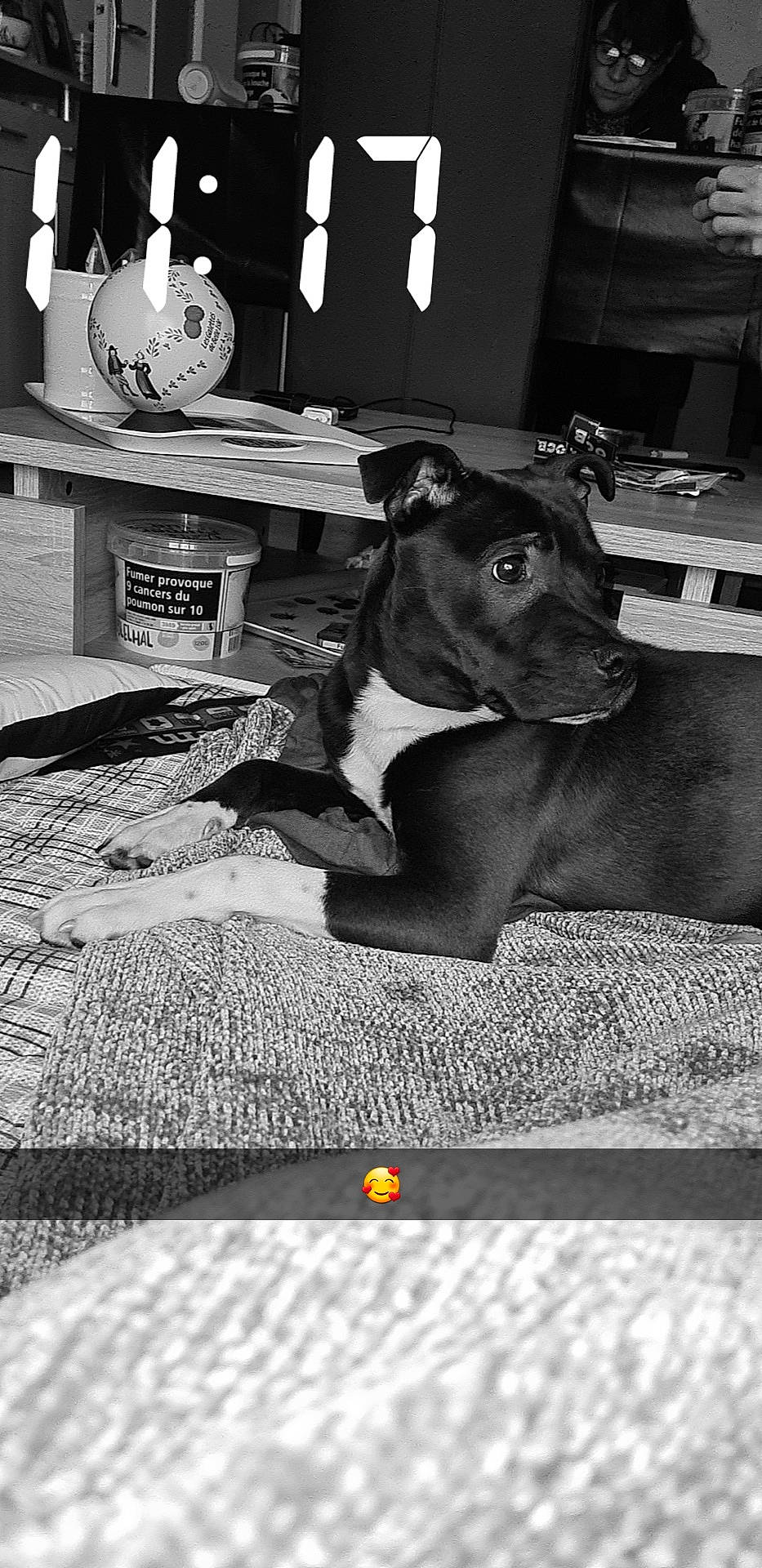 Dixy participe au concours pour gagner de l'argent avec cette photo : black, black_and_white, canidae, carnivore, collar, companion_dog, dog, dog_breed, flooring, guard_dog, monochrome, monochrome_photography, snout, sporting_group, still_life_photography, stock_photography, style, whiskers, white, working_animal